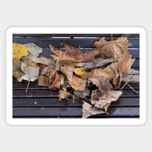 Yellow and orange fallen autumn leaves on wooden bench Sticker